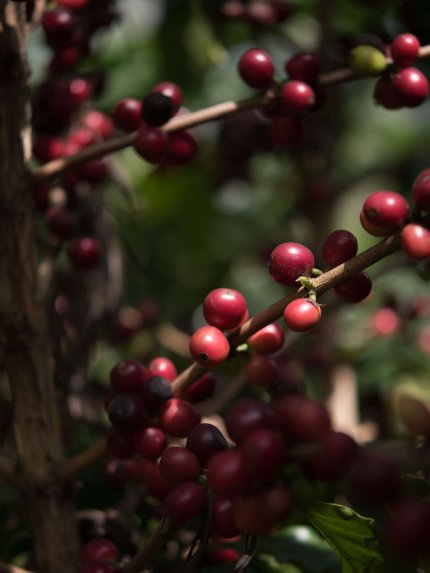 La Labor Y Anexo -Guatemala Cup of Excellence 2022