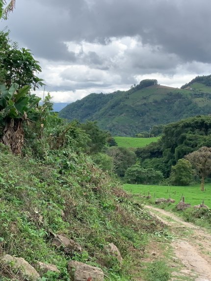 Guatemala COE 2024 No.5 El Socorro Washed Gesha
