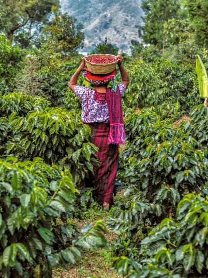 La Labor Y Anexo -Guatemala Cup of Excellence 2022