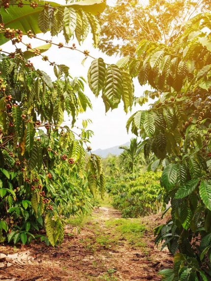 La Labor Y Anexo -Guatemala Cup of Excellence 2022
