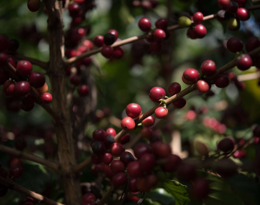 La Labor Y Anexo -Guatemala Cup of Excellence 2022