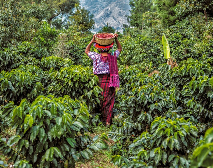 La Labor Y Anexo -Guatemala Cup of Excellence 2022