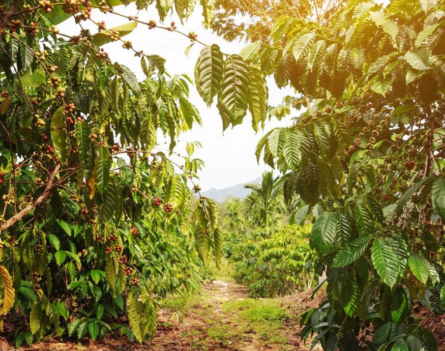 La Labor Y Anexo -Guatemala Cup of Excellence 2022