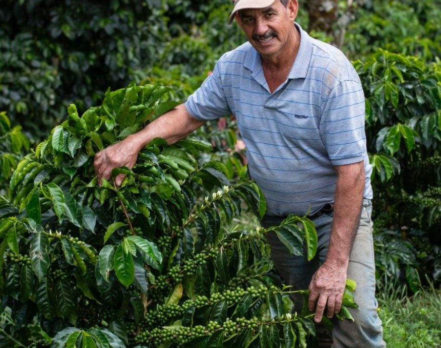 Don Cayito - Costa Rica Cup of Excellence 2022 No#1A