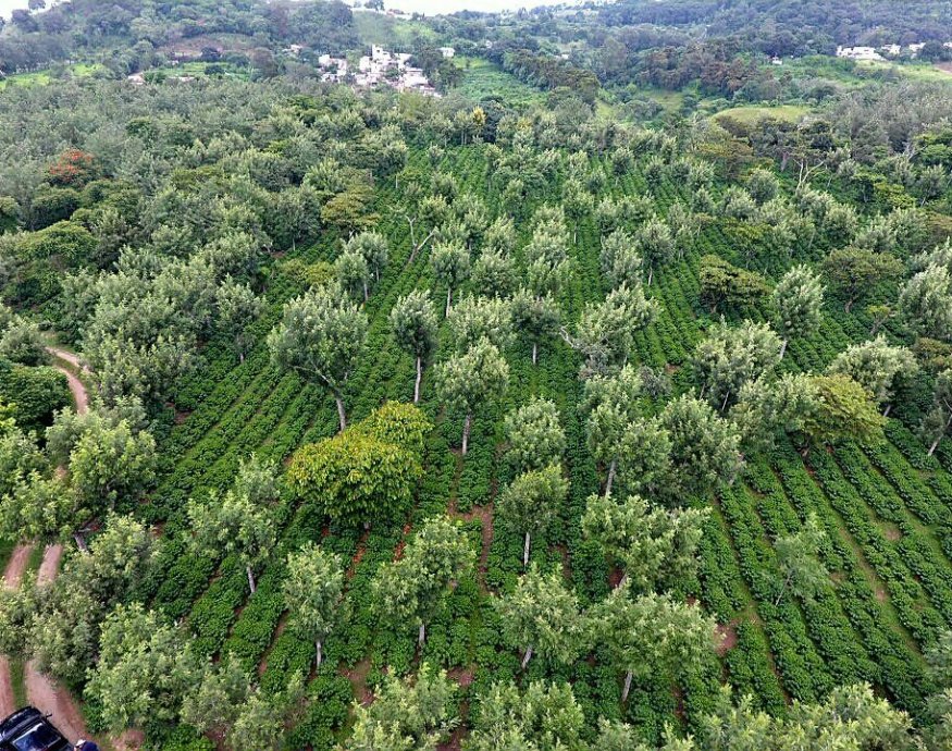 La Labor Y Anexo -Guatemala Cup of Excellence 2022