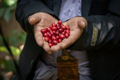 AL RUWAD XI - Yemen Alchemy Prosess Yemenia Coffee