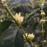 Kolombiya Gesha Passiflora