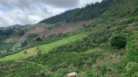 Guatemala COE 2024 No.5 El Socorro Washed Gesha
