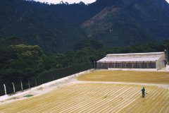 El Injerto Pacamara, Guatemala
