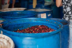 Frozen Cherry, Colombia