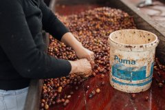 Frozen Cherry, Colombia